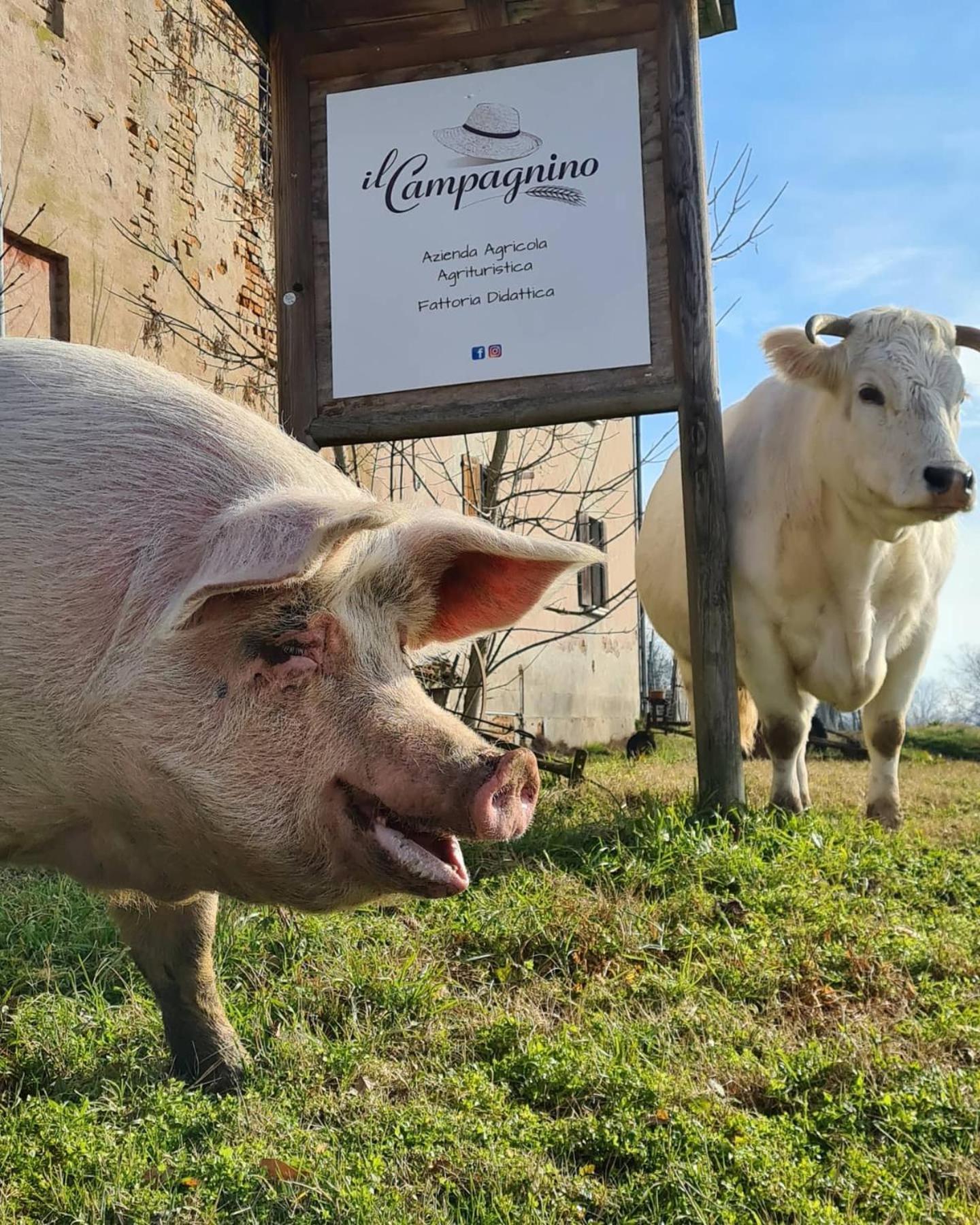 Agriturismo Il Campagnino Кремона Екстер'єр фото